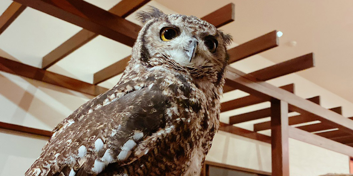 香川県宇多津町の居酒屋じんutazuはフクロウが出迎えてくれる、落ち着きのある個室空間でゆっくり過ごすことができる居酒屋です。